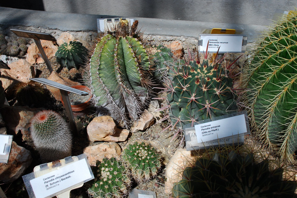 Orto Botanico_179.JPG